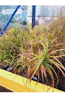 Осока мускінгуменска (С2) Carex muskingumensis Осока мускінгуменска (С2) Carex muskingumensis