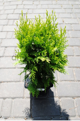 Аурея Нана (С3) Туя східна  (Aurea Nana) 