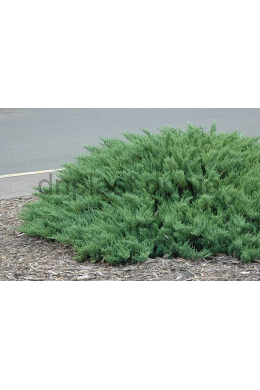 Сабіна ялівець козацький (С25л)h-90,d-100 Juniperus sabina