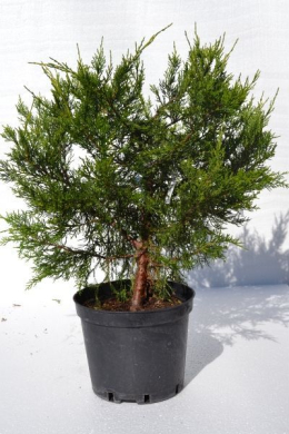 Курівао голд (С5л) ялівець китайський (Kurivao Gold) h-40, d-45 Курівао голд (С5л) ялівець китайський (Kurivao Gold) h-40, d-45