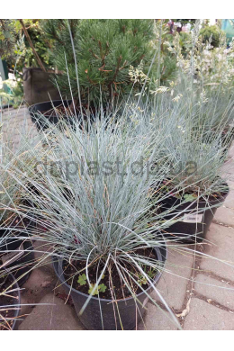Вівсяниця сиза Азуріт (С2) Festuca glauca Azurit Вівсяниця сиза Азуріт (С2) Festuca glauca Azurit