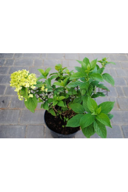 Гортензія волотиста Лаймлайт (С5) Hydrangea paniculata Limelight Гортензія волотиста Лаймлайт (С5) Hydrangea paniculata Limelight