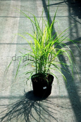 Міскантус китайський Ротер Пфейл (С5) Miscanthus sinensis Roter Pfeil