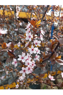 Слива Піссарді КОМ (форма БУКЕТ) Prunus pissardii