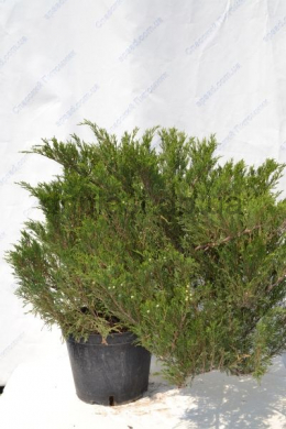 Сабіна Ялівець козацький (С15л) h-70, d-90 Juniperus sabina. 