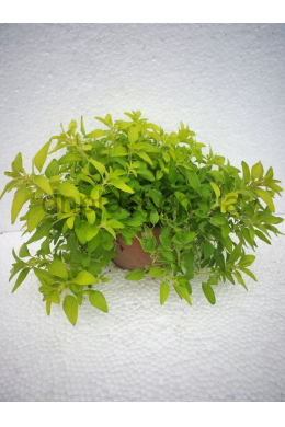 Орегано Голдтейлер (С1,2) Oregano Goldtaler