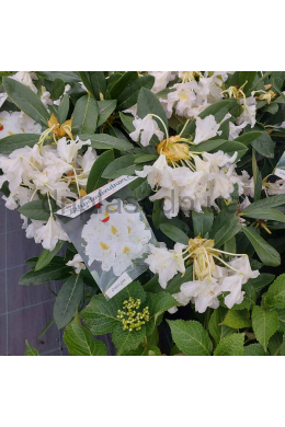 Рододендрон Мадам Массон (С3) Rhododendron obtusum Madame Masson Рододендрон Мадам Массон (С3) Rhododendron obtusum Madame Masson