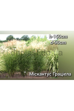 Міскантус китайський Граціелла (С2) Miscanthus sinensis Graziella Міскантус китайський Граціелла (С2) Miscanthus sinensis Graziella