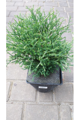 Містер Боулінг Болл (С3) Туя західна  Thuja occ. 'Mr Bowling Ball'(h- 15, d- 15.)