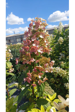 Гортензія волотиста Пінк Даймонд (С5) Hydrangea paniculata 