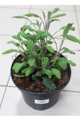 Шавлія пурпуресценс (С2) Salvia officinalis Purpurascens
