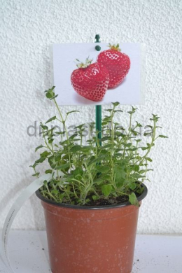 Полунична м'ята (С1,2) Mentha spicata almira 