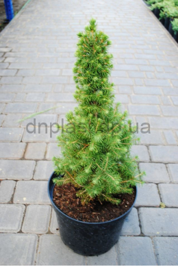 Коника  ель канадская (С7,5) Picea glauca Conica h-50,d-20