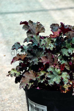 Гейхера Принц Оранж (С5) Heuchera Prince of Orange