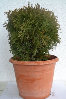 Хосері ( С7,5л) туя західна(Hoseri) (h-30,d-30)