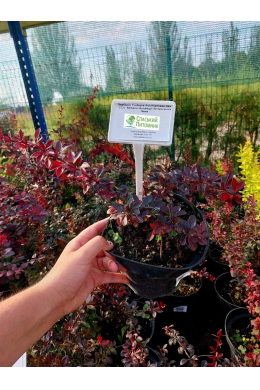 Барбарис Тунберга Атропурпуреа  (С2) Berberis thunbergii Atropurpureа, шт.