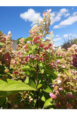 Гортензія волотиста Пінкі  Вінкі (С2) Hydrangea paniculata Pinky Winky