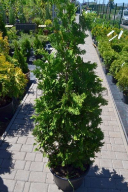 Спіраліс (h-125-150)  туя західная (Spiralis) КОМ