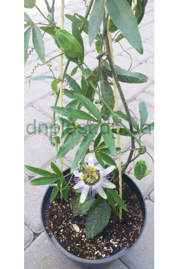 Маракуйя (Пасифлора) Passion fruit (С2л)