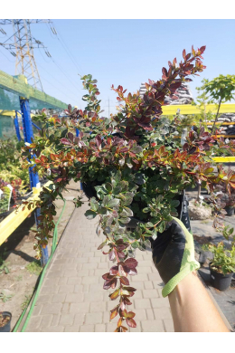 Барбарис середній  Ред Джевел (С5) Berberis media Red Jewel