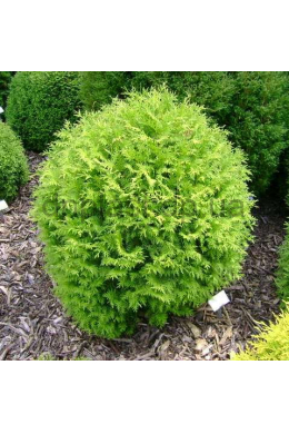 Літл Чемпіон ( С15л) туя західна(Little Champion) (h-60-65, d-70)