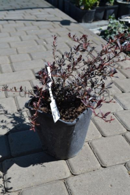 Барбарис Тунберга Ред Чіф (C3) Berberis thunbergii Red Chief