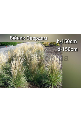 Вейнік Овердам Calamagrostis Overdam (С2)