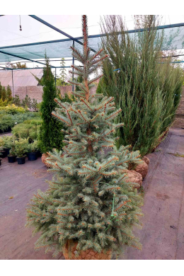 Ялина колюча Кайбаб блакитна (150-175 см)