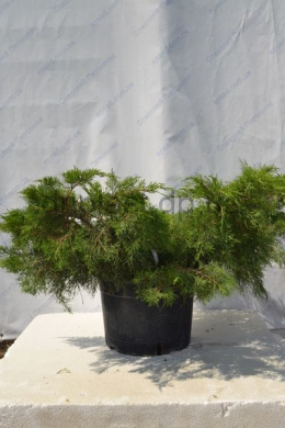 Пфітцеріана Ауреа (С 15) ялівець середній (Pfitzeriana Aurea) h-90,d-130 Пфітцеріана Ауреа (С 15) ялівець середній (Pfitzeriana Aurea) h-90,d-130