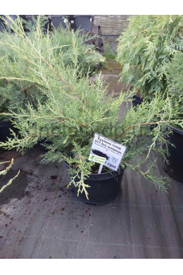 Курівао голд (С7,5л) ялівець китайський (Kurivao Gold) 