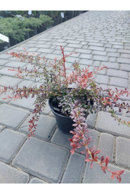 Барбарис Тунберга Оранж Дрим (С5) Berberis thunbergii Orange Dream Барбарис Тунберга Оранж Дрим (С5) Berberis thunbergii Orange Dream