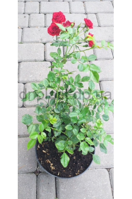 Троянда поліантова Рот зе Фейрі (С 2,0л) Rosa polyantha Троянда поліантова Рот зе Фейрі (С 2,0л) Rosa polyantha