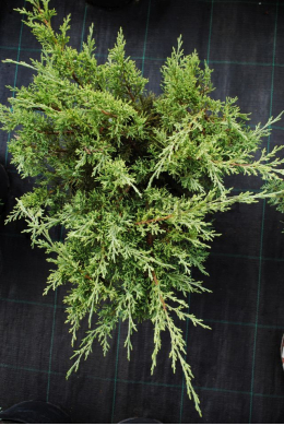 Глаука (С7,5л) ялівець козацький (Glauca) (h-60,d-70) Глаука (С7,5л) ялівець козацький (Glauca) (h-60,d-70)