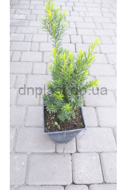 Тис средний Хиксии (С3) Taxus media Hicksii