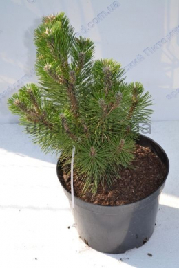 Сайонара Сосна тунберга (С10) Pinus thunbergi Sayonara								