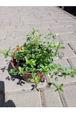 Тим'ян Фокслей (С1,2) Thymus alpestris 'Foxley' (pulegioides) 