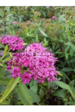 Спірея японська Дартс Ред С2 (Spiraea japonica Dart’s Red) Спірея японська Дартс Ред С2 (Spiraea japonica Dart’s Red)