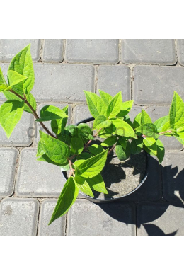 Гортензія волотиста Уімс Ред (C2) Hydrangea paniculata Wim's Red Гортензія волотиста Уімс Ред (C2) Hydrangea paniculata Wim's Red
