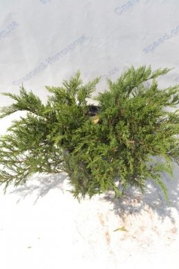 Тамарісцифолія (С7,5л) ялівець  козацький  (Tamariscifolia) h-23,d-70