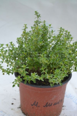 Тим'ян золотий  Містичний лимон (С1,2) Golden thyme 'Mystic Lemon'