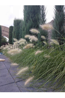 Пеннісетум Флафі (С2) Pennisetum alopecuroides Fluffy Пеннісетум Флафі (С2) Pennisetum alopecuroides Fluffy