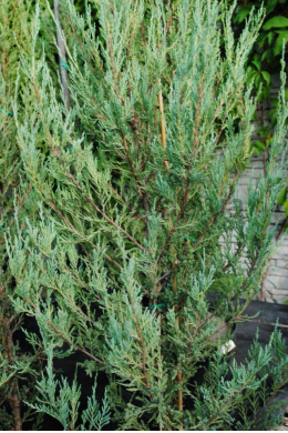 Блу Арроу 300-350 ялівець скельний (Blue Arrow) КОМ