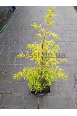 Голд Коне ( С3л) ялівець звичайний (Gold Cone) h-20, d-15