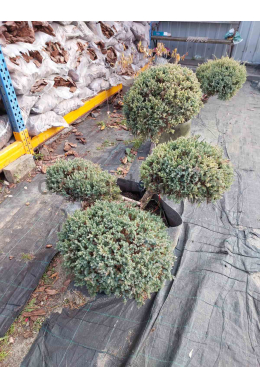 Холгер (Нівакі) ялівець лускатий (Holger) 