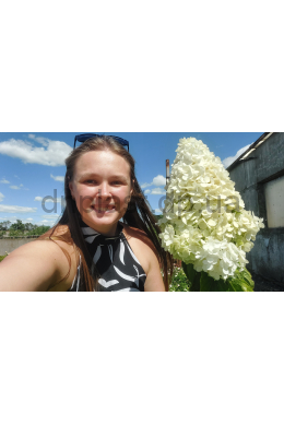 Гортензія волотиста Полар Бір (С10) Hydrangea paniculata