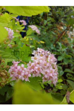 Спірея японська Голдмаунд (С2) Spiraea japonica Goldmound Спірея японська Голдмаунд (С2) Spiraea japonica Goldmound