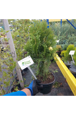 Смарагд ( С 2л) туя західна (Smaragd)