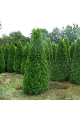 Смарагд (h- 60-70) туя західна (Smaragd) КОМ