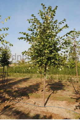Липа крупнолиста (L 8-10см) КОМ (Tilia Platyphyllos)