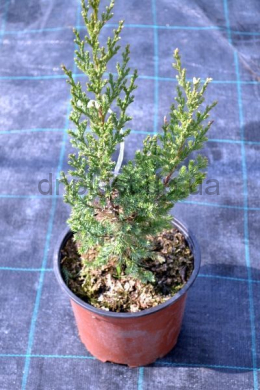 Хунеторп (С3) ялівець лускатий (Hunnetorp) h-20, d-30